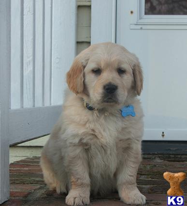 Puppies in VA