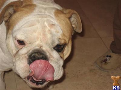 Dogs - Bulldog