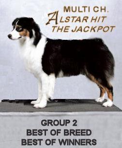 Dogs for Sale in IL