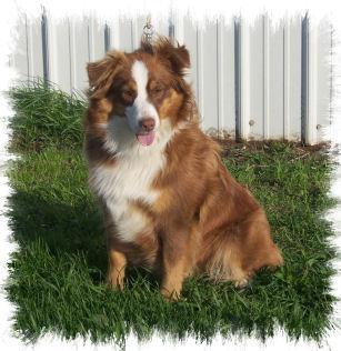 Australian Shepherd Puppies for Sale