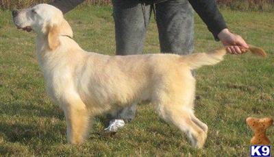 Dogs - Golden Retriever