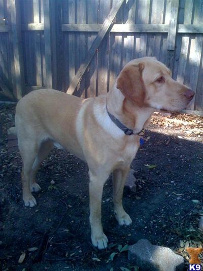 Stud Dogs in TX