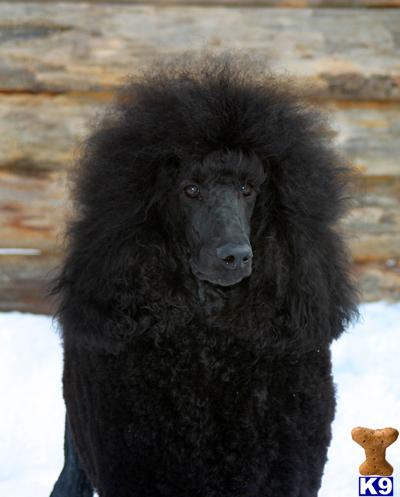 Stud Dogs - Poodle