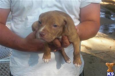 American Pit Bull Puppies in TX