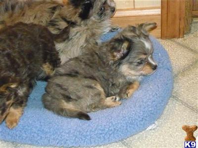Puppies in WI