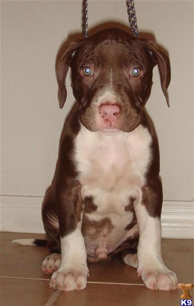 Puppies for Sale