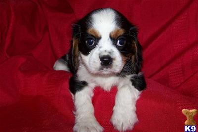 Puppies in SC