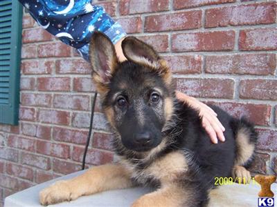 German Shepherd Puppies for Sale