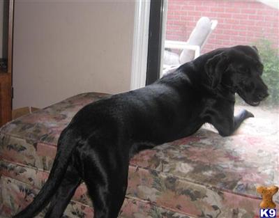 Female Dogs