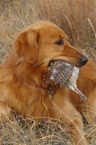 Stud Dogs - Golden Retriever