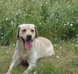 Stud Dogs - Labrador Retriever