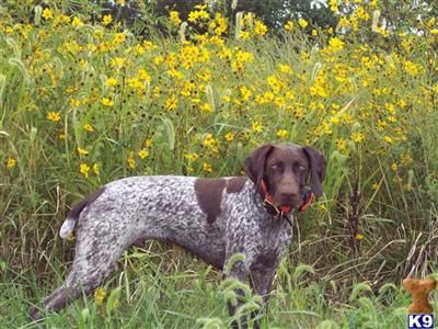 Dogs for Sale in MO