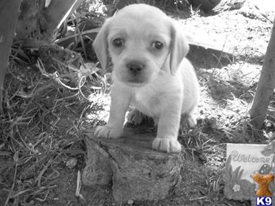 Cocker Spaniel Puppies for Sale