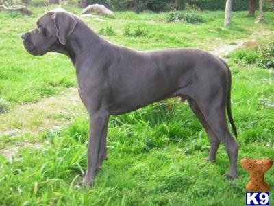 Stud Dogs in WA