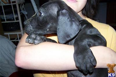 Puppies in WA