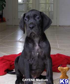 Puppies in WA