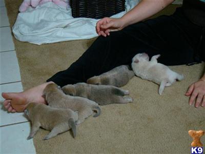 Chow Chow Puppies for Sale