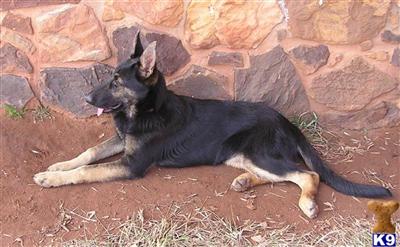 Dogs for Sale