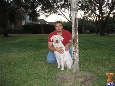 Stud Dogs in TX
