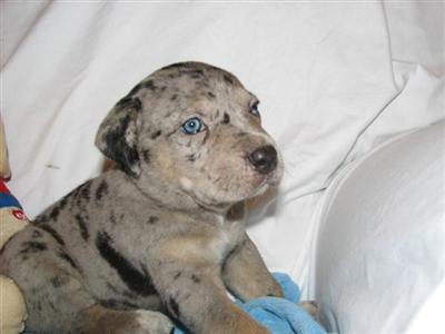 Puppies in LA
