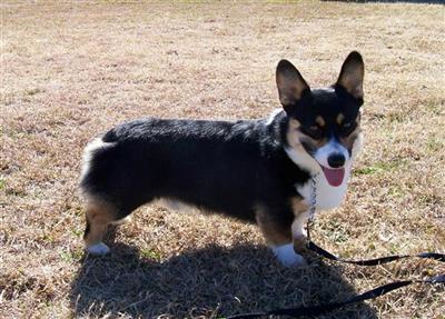 Stud Dogs - Pembroke Welsh Corgi