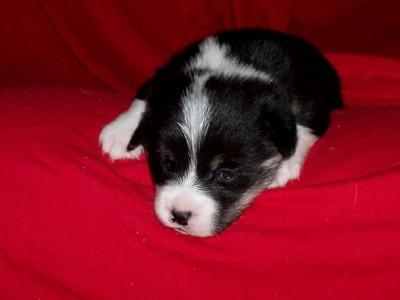 Pembroke Welsh Corgi Puppies for Sale