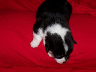 Pembroke Welsh Corgi Puppies for Sale