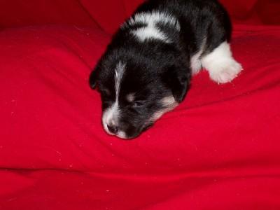 Pembroke Welsh Corgi Puppies for Sale