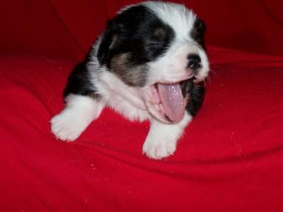 Pembroke Welsh Corgi Puppies for Sale