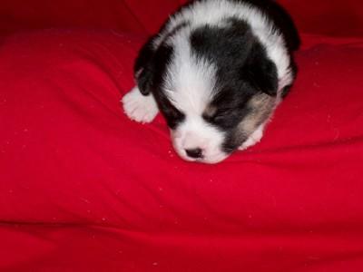 Pembroke Welsh Corgi Puppies for Sale