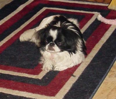 Dogs - Japanese Chin