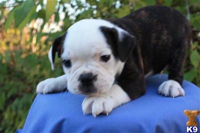 Bulldog Puppies for Sale