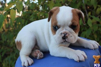 Bulldog Puppies for Sale