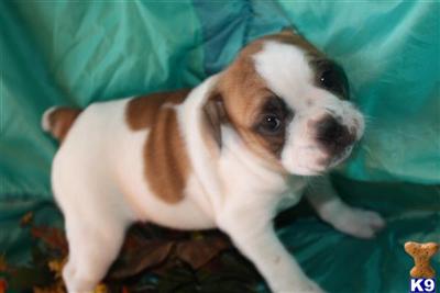 Bulldog Puppies for Sale