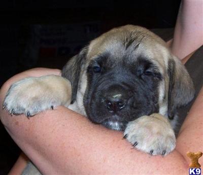 Puppies in WV