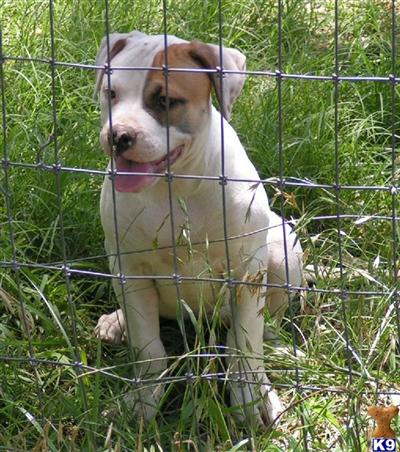 American Bulldog Puppies in TX