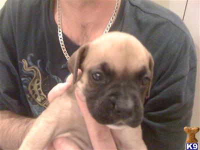 Puppies in MD