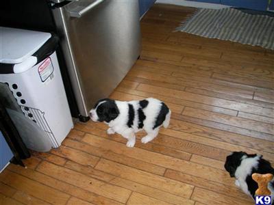 Newfoundland Puppies for Sale