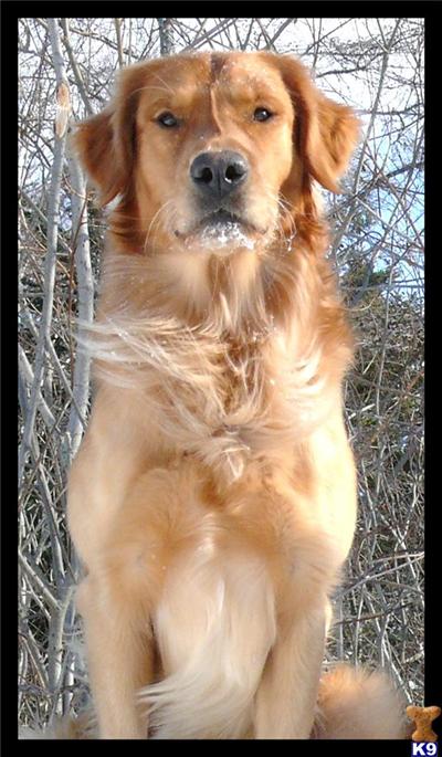 Dogs - Golden Retriever