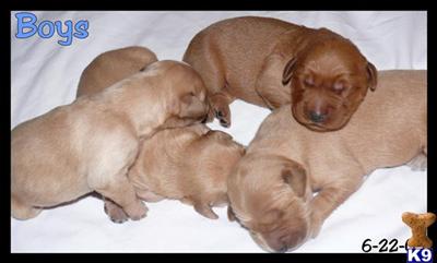 Puppies in MI