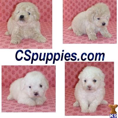 Maltipoo Puppies for Sale
