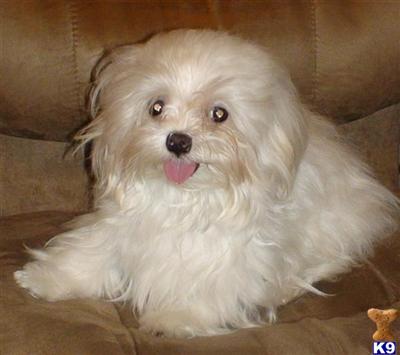Stud Dogs - Maltese