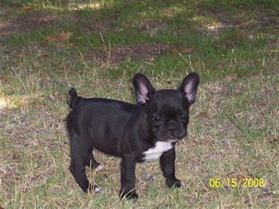 French Bulldog Puppies for Sale