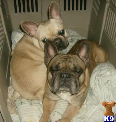 French Bulldog Puppies for Sale
