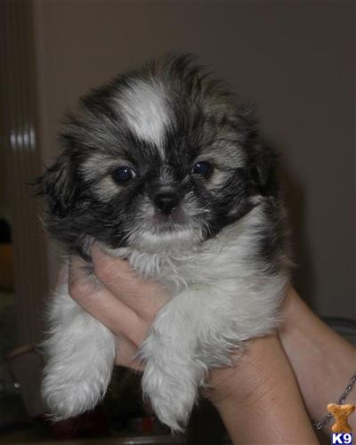 Puppies in CA