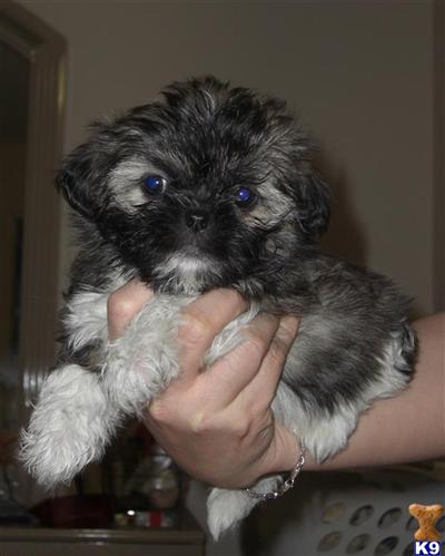 Puppies in CA