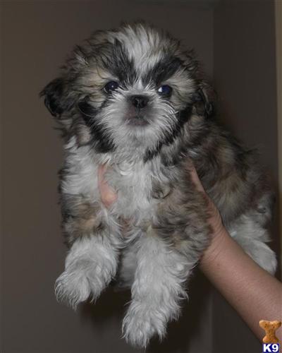 Shih Tzu Puppies for Sale