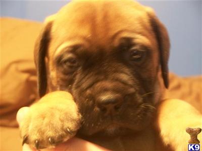 Bullmastiff Puppies for Sale