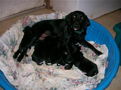 Puppies in SC