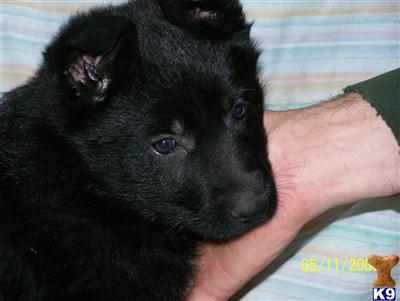 Puppies in IL